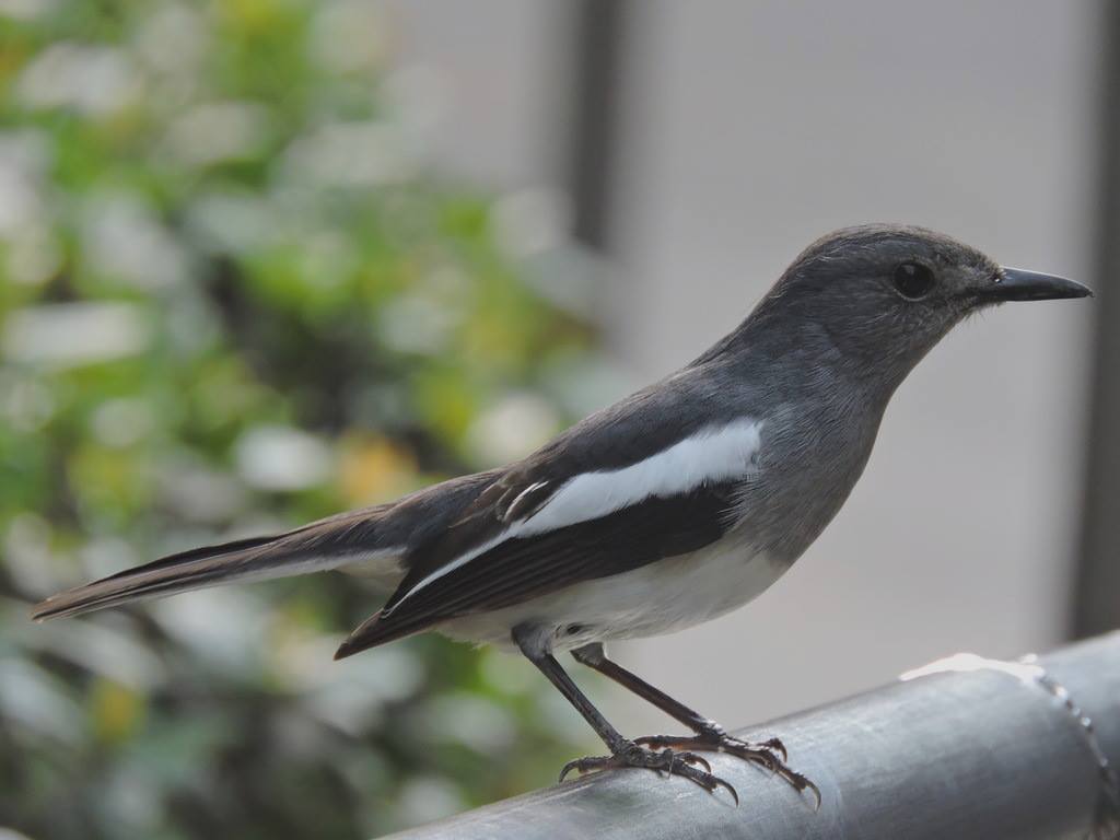 Oriental magpie-robin