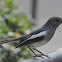 Oriental magpie-robin