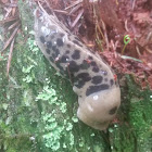 Pacific Banana Slug