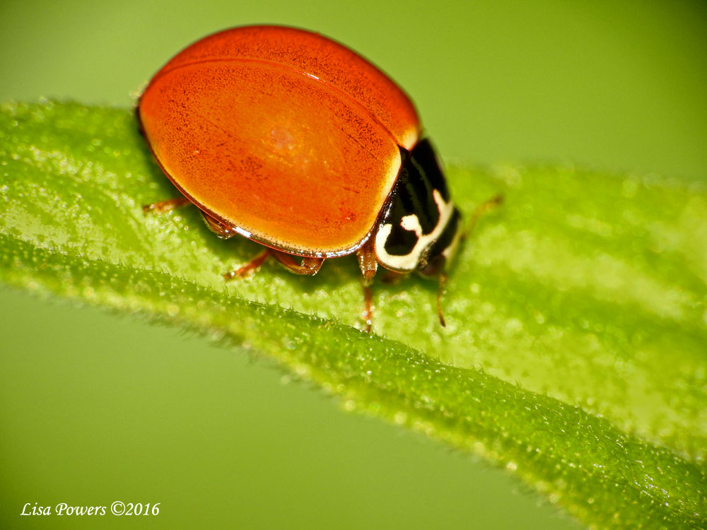 Polished Lady Beetle