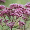 Spotted Joe-Pye Weed