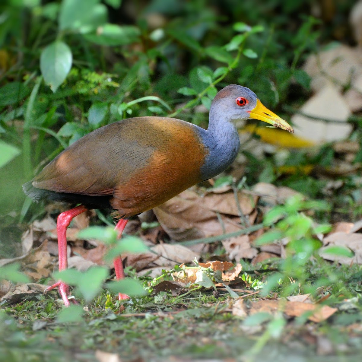 Grey-cowled wood rail