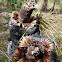 Johnson's Grass Tree