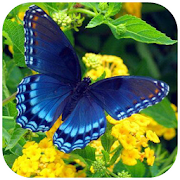 Butterfly Puzzle 1.0 Icon