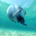 Barrel Jellyfish