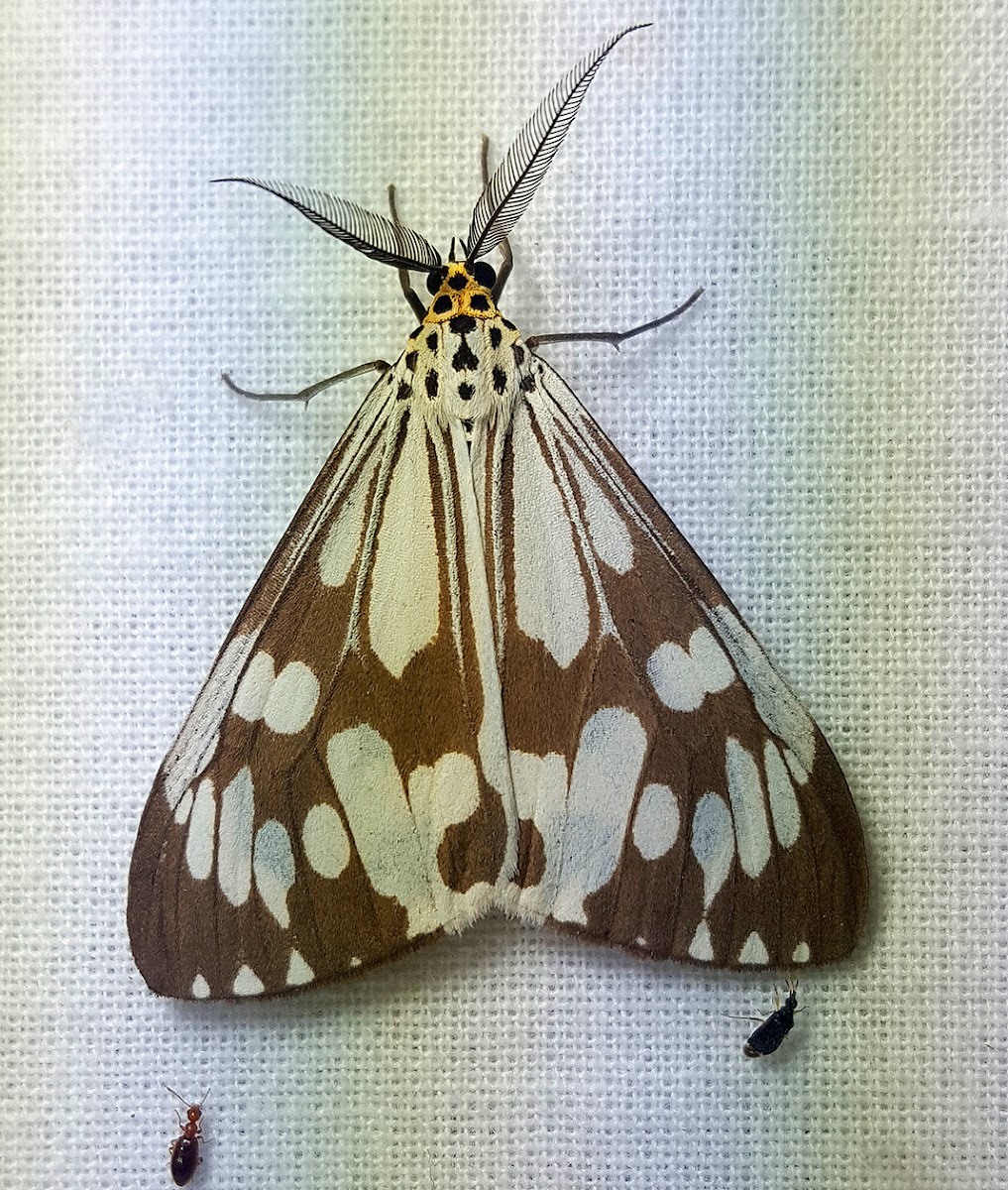 Marbled White Tiger