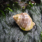 Gastropoda