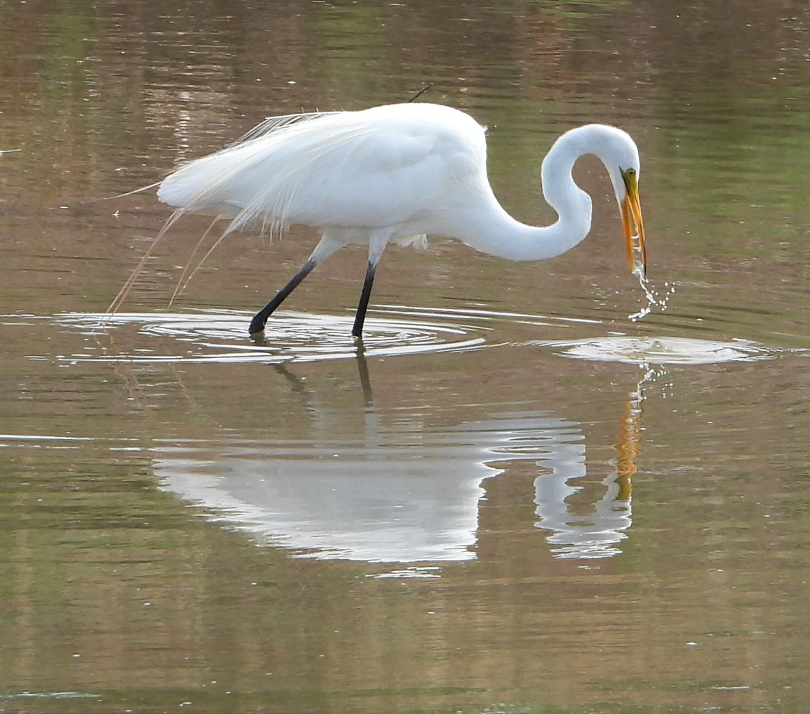 Great egret