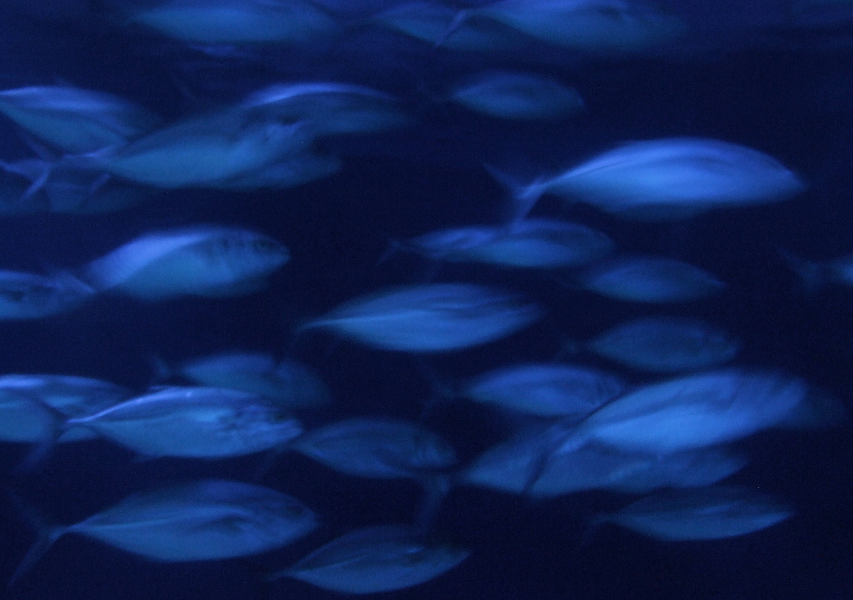 blue blurred  fish di Angela1964