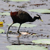 Bronze-winged Jacana