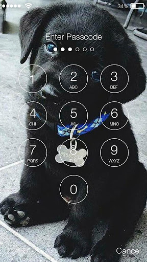 Cute Black Labrador Puppies Screen Lock