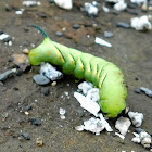 Laurel Sphinx Moth caterpillar