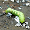 Laurel Sphinx Moth caterpillar