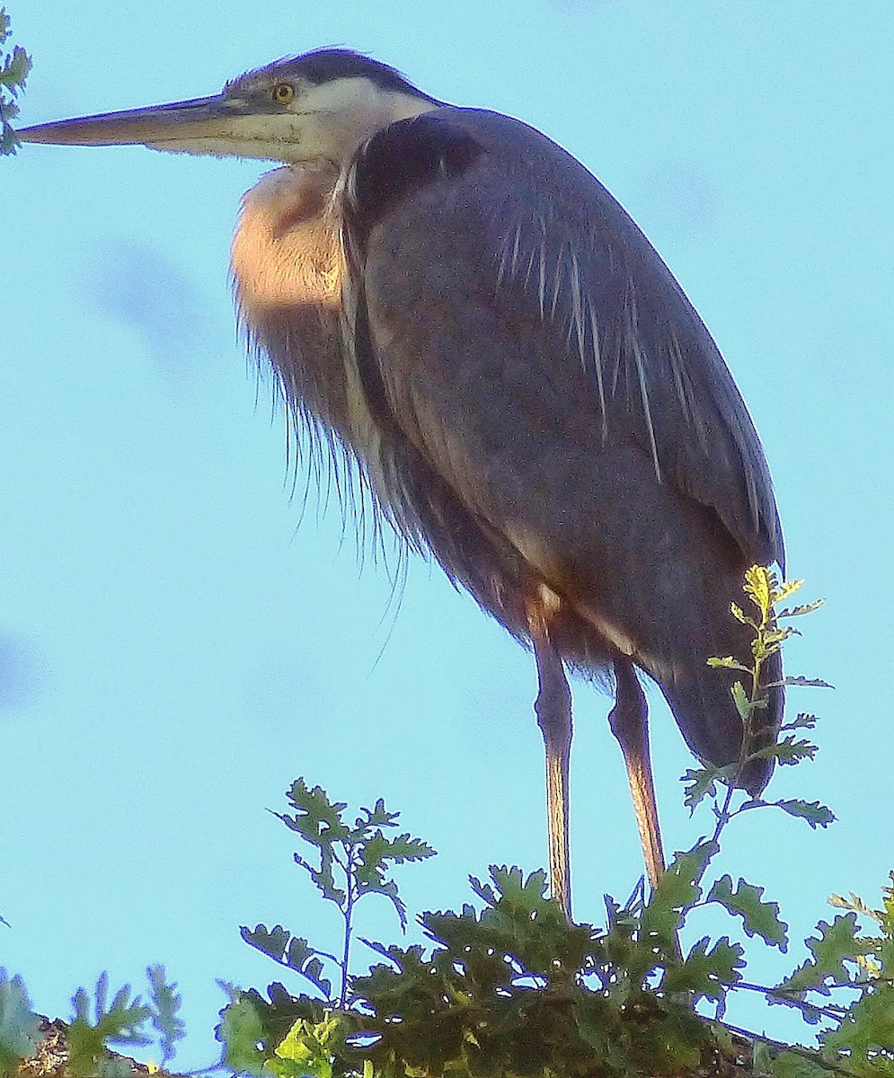 Great Blue Heron