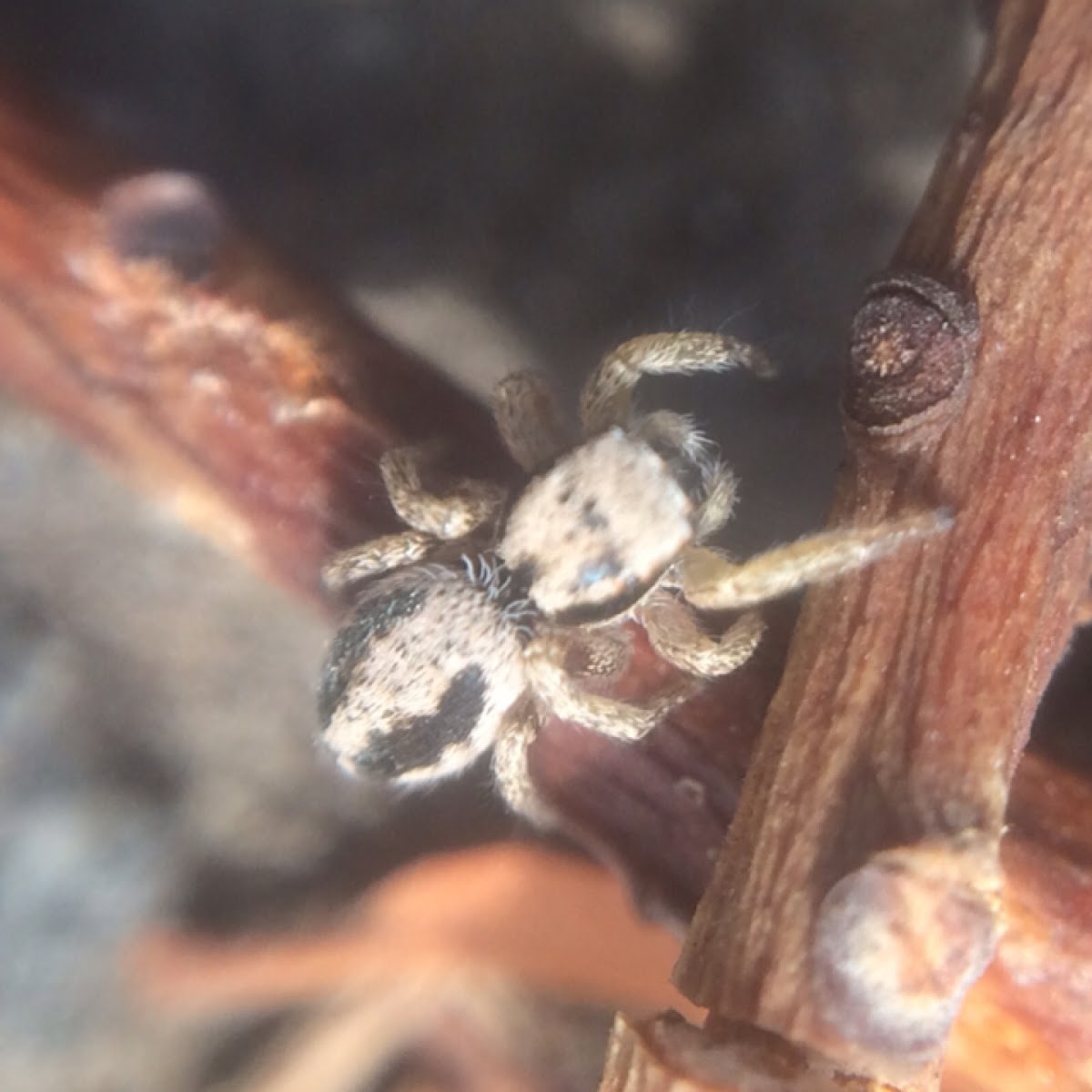 Gray Wall Jumper