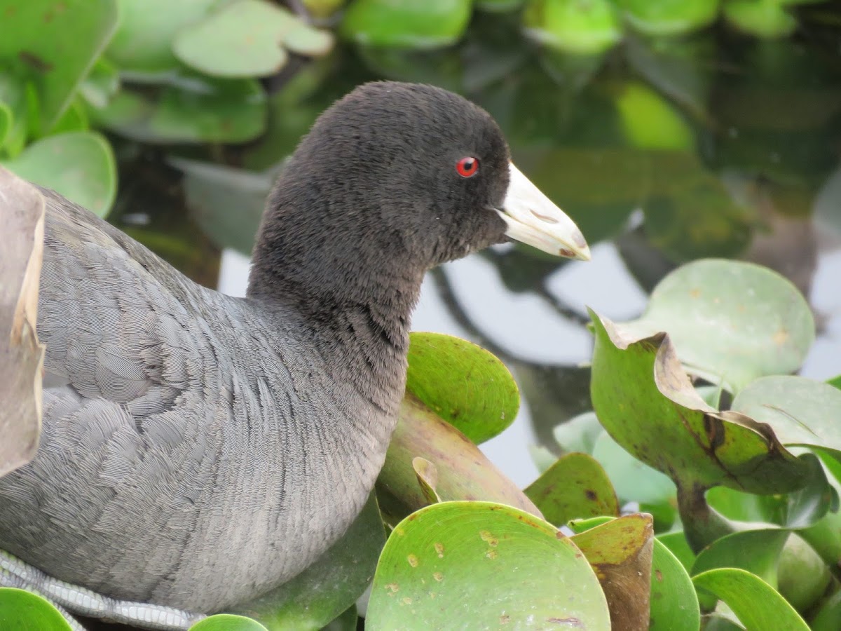 American coot