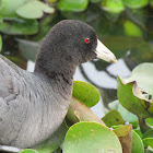 American coot