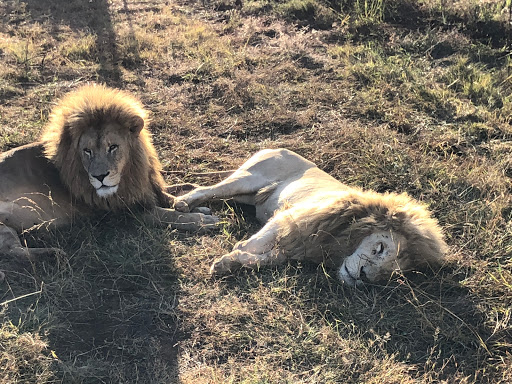 New & Improved Lions Park South Africa 2018