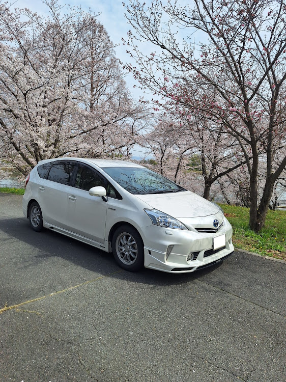 プリウスαのサクラと愛車・4月もよろしくお願い致します🌸・桜とコラボに関するカスタム事例の投稿画像1枚目