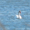 Mute Swan