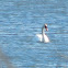 Mute Swan