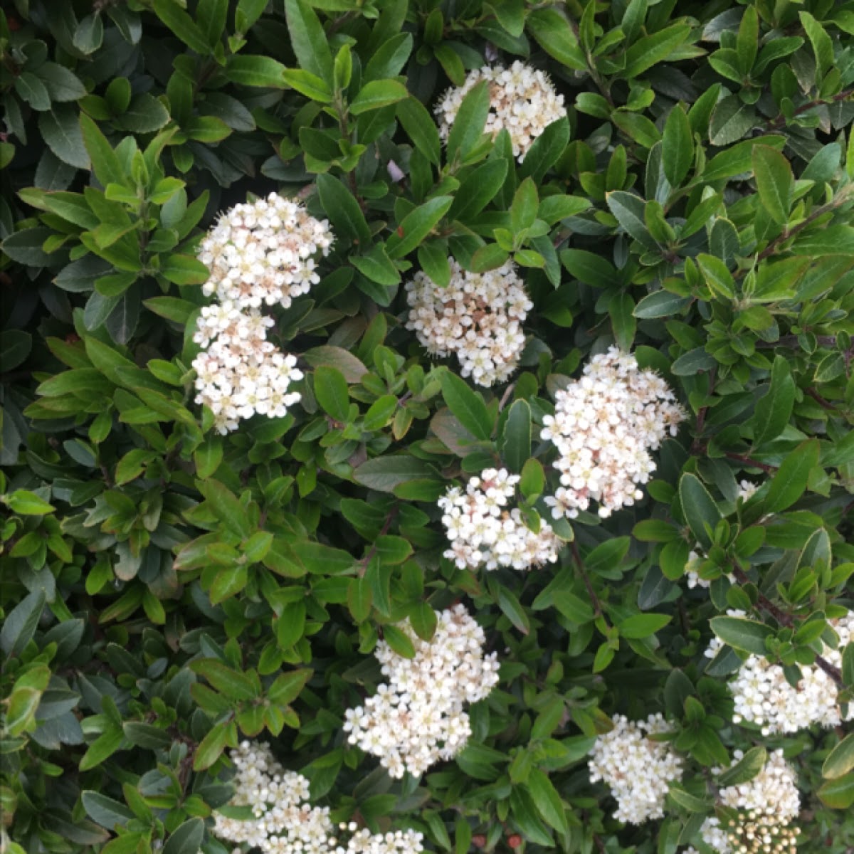 Pyracantha flowers