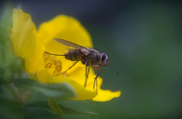 Mosca di artu