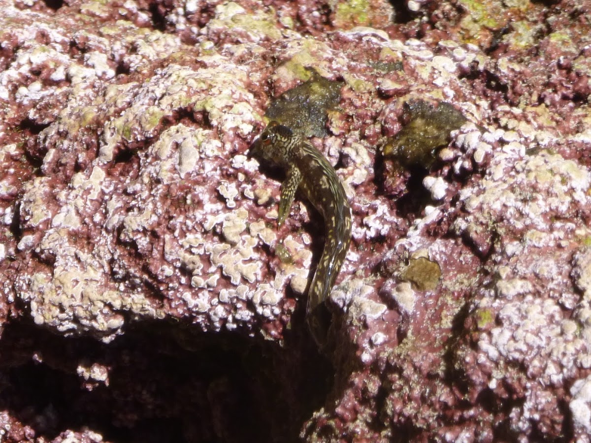 Rippled Rockskipper