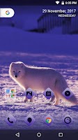 Fox Theme by Micromax Screenshot