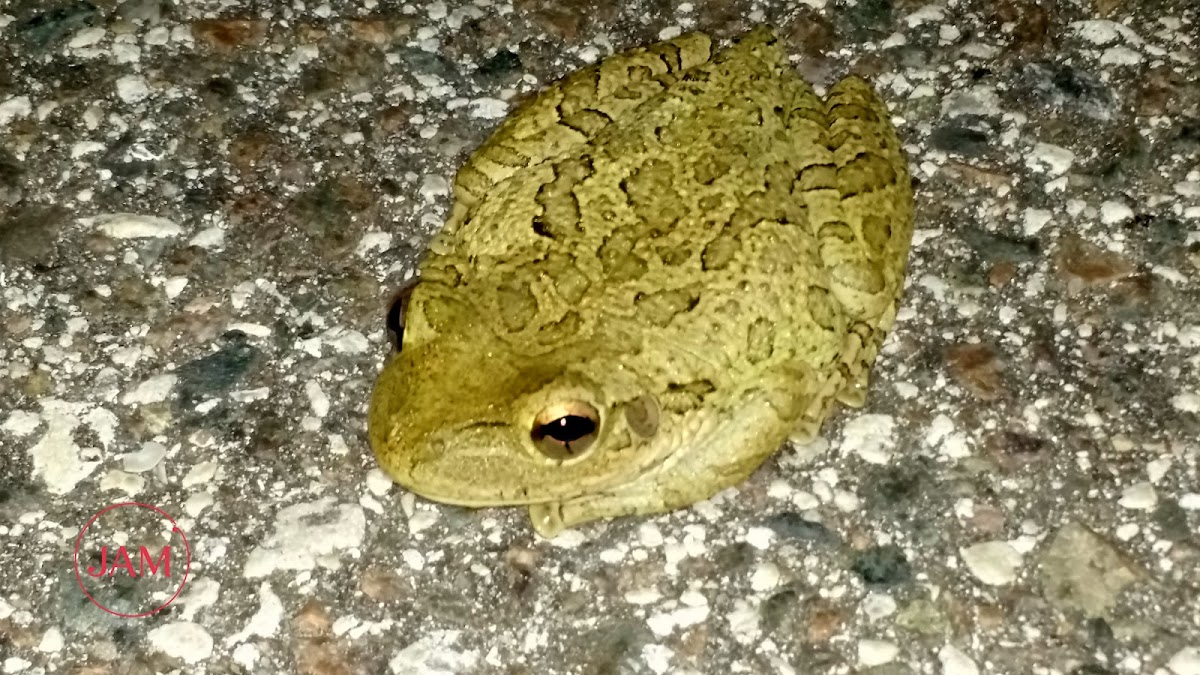 Cuban Tree Frog