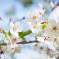 Un ramo... fa primavera di 