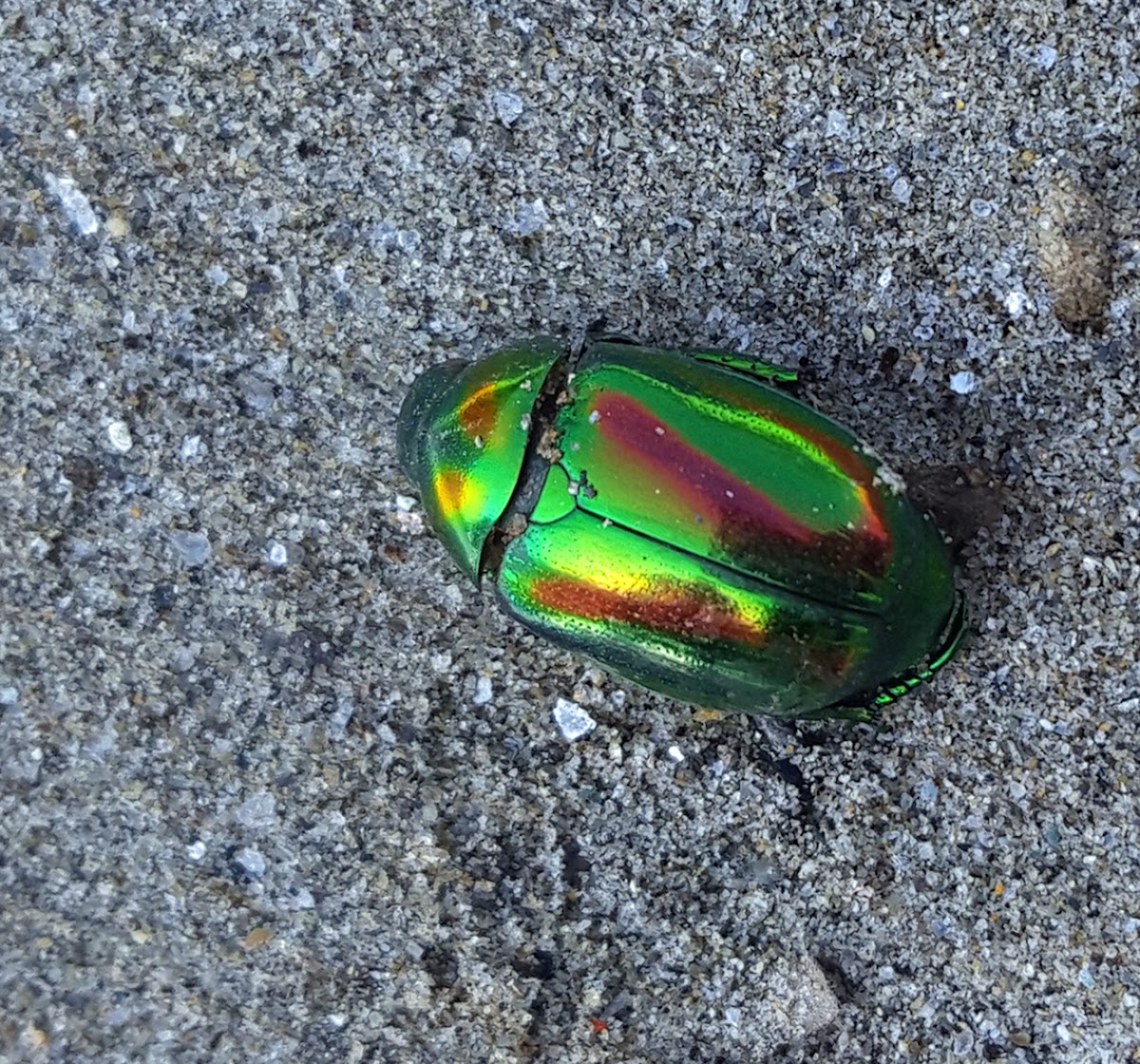 Jewel Bug