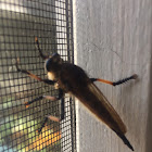 Robber Fly