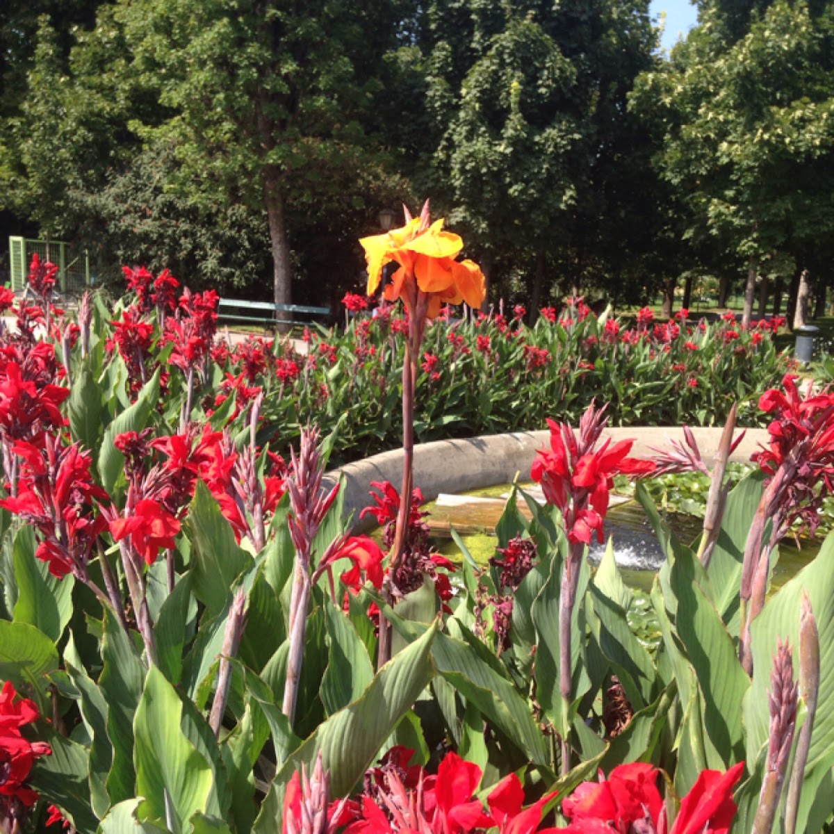 Canna Lily