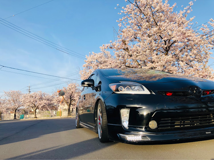プリウスの桜と愛車に関するカスタム事例の投稿画像1枚目