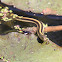 Diablo Range Gartersnake