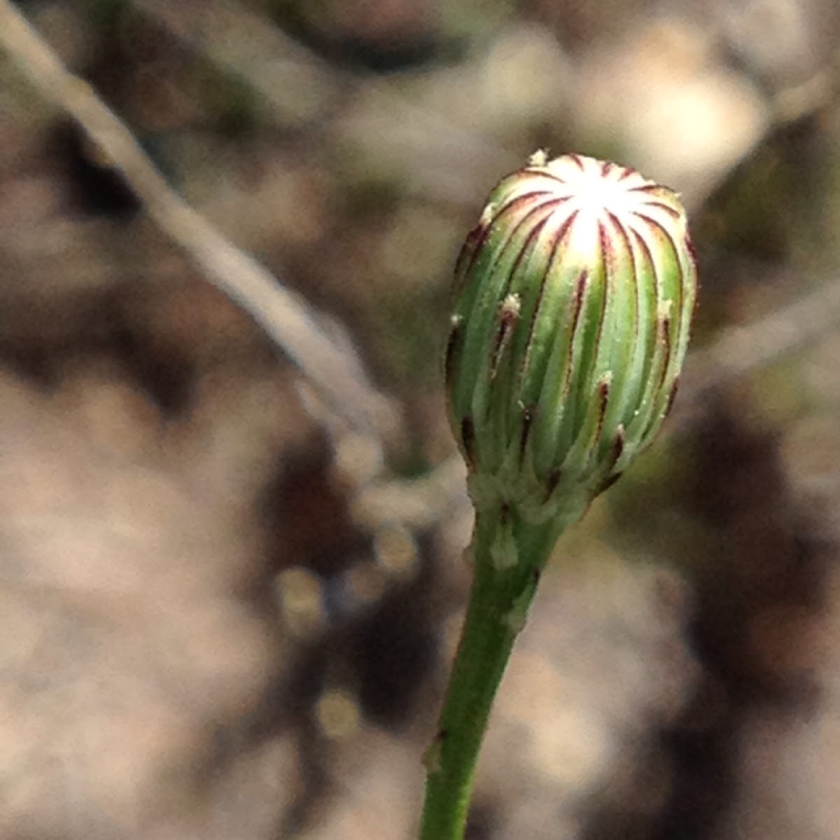 Cliff Aster