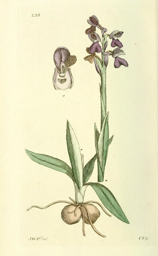 Anacamptis Orchis morio