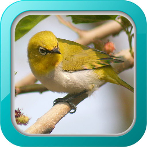 Master Kicau Burung Pleci