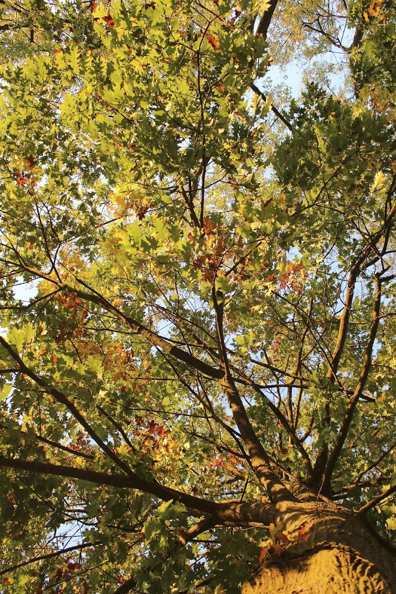 Albero di elaoig