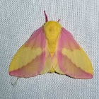 Rosy Maple Moth