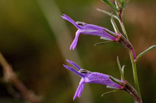 Lobelia urens