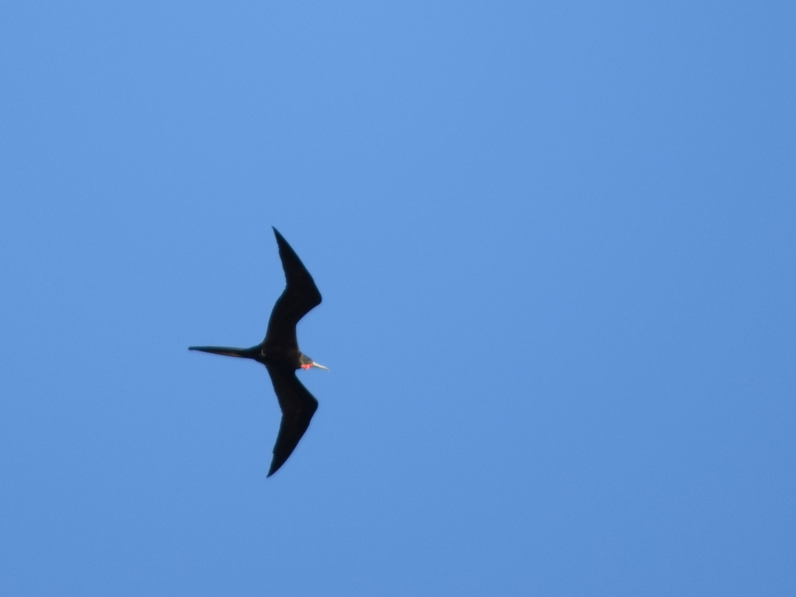 Magnificent Frigatebird