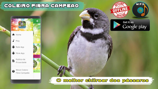 Coleiro Fibra Campeao