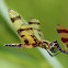 Halloween Pennant Dragonfly (Mating)