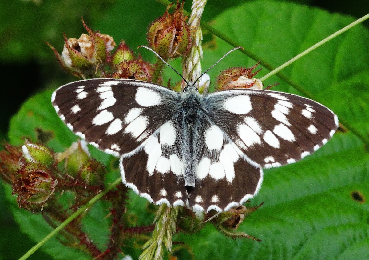 Marbled White