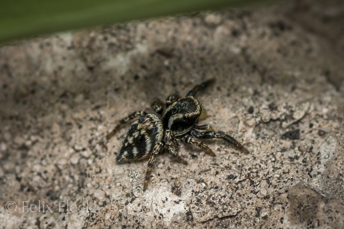 Pretty Jumping Spider