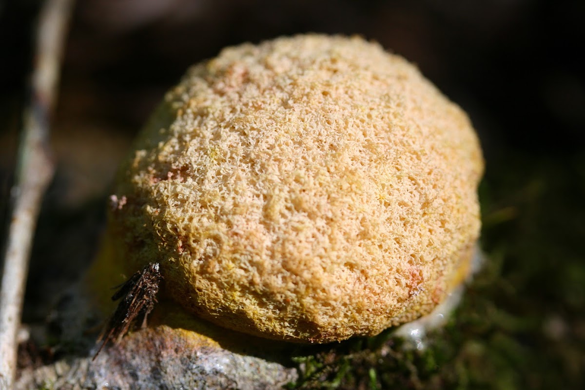 Scrambled Egg Slime Mold