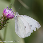 Small White