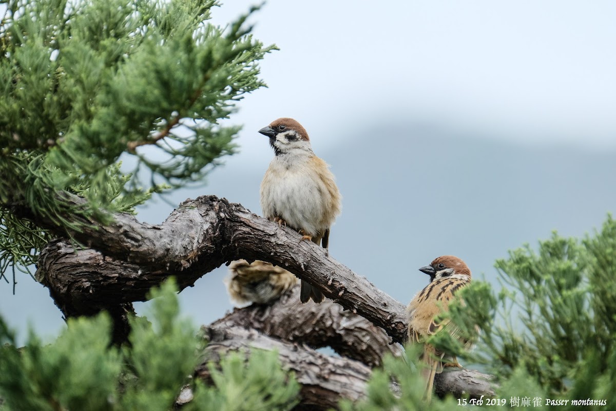 Passer montanus 樹麻雀